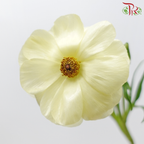 Ranunculus Butterfly - Light Yellow (9-10 Stems) *Fragile-Light Yellow-China-prflorist.com.my