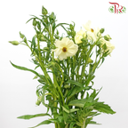 Ranunculus Butterfly - Light Yellow (9-10 Stems) *Fragile-Light Yellow-China-prflorist.com.my