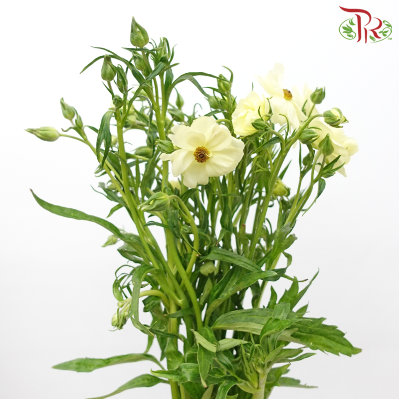 Ranunculus Butterfly - Light Yellow (9-10 Stems) *Fragile-Light Yellow-China-prflorist.com.my