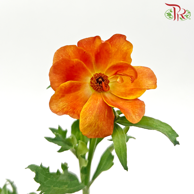Ranunculus Butterfly - Orange (Per Bunch) ***Fragile-Orange-China-prflorist.com.my