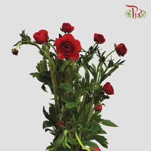 Ranunculus Butterfly - Red (Per Bunch) *Fragile-Red-China-prflorist.com.my