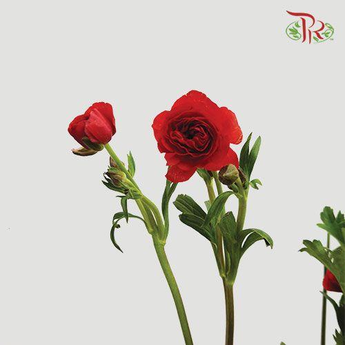 Ranunculus Butterfly - Red (Per Bunch) *Fragile-Red-China-prflorist.com.my