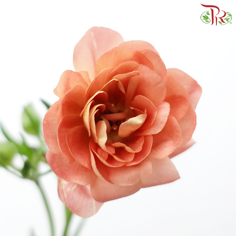 Ranunculus Butterfly - Salmon Pink (Per Bunch)-Salmon Pink-China-prflorist.com.my