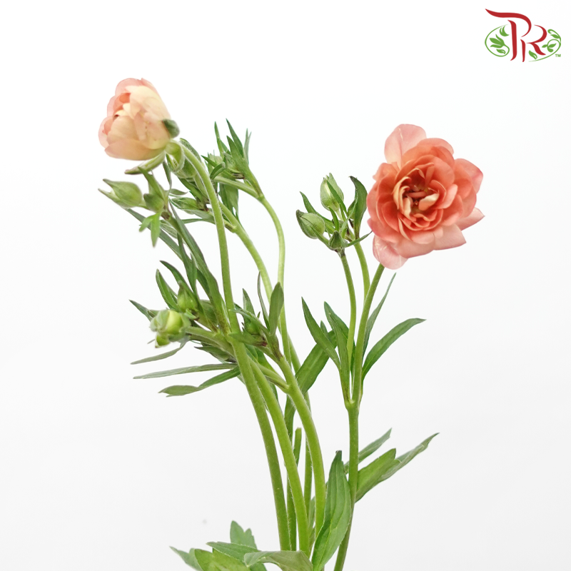Ranunculus Butterfly - Salmon Pink (Per Bunch)-Salmon Pink-China-prflorist.com.my