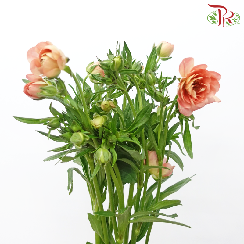 Ranunculus Butterfly - Salmon Pink (Per Bunch)-Salmon Pink-China-prflorist.com.my