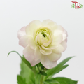 Ranunculus Butterfly - White Off Green Blush Pink (Per Bunch) ***Fragile-White Off Green-China-prflorist.com.my