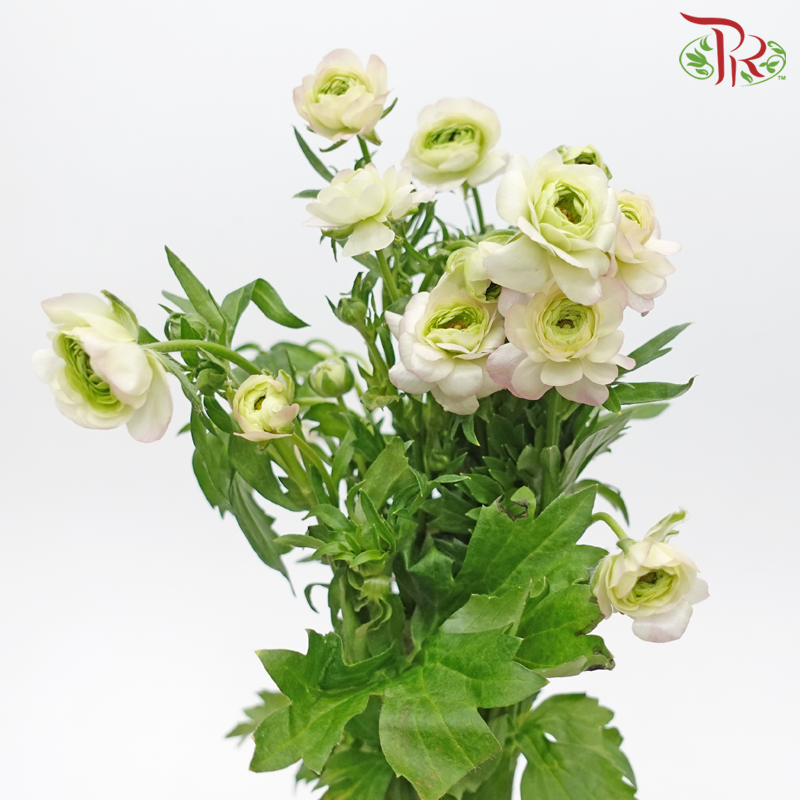 Ranunculus Butterfly - White Off Green Blush Pink (Per Bunch) ***Fragile-White Off Green-China-prflorist.com.my