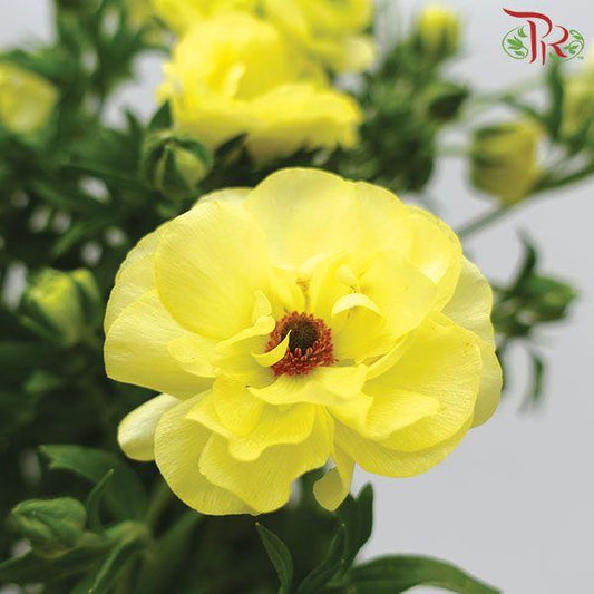 Ranunculus Butterfly - Yellow (Per Bunch) ***Fragile-Yellow-China-prflorist.com.my