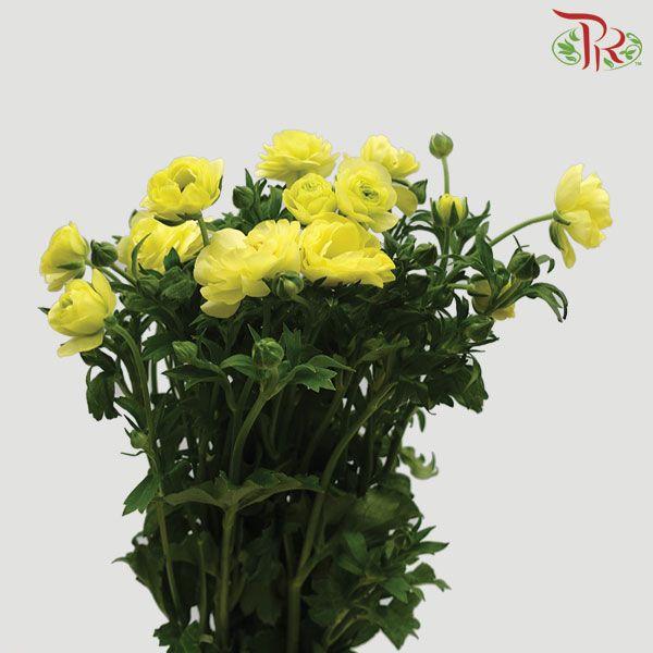 Ranunculus Butterfly - Yellow (Per Bunch) *Fragile-Yellow-Kenya-prflorist.com.my