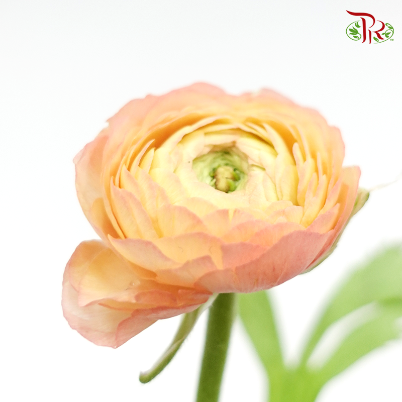 Ranunculus - Champagne(Per Bunch) *Small Bud ***Fragile-Champagne-China-prflorist.com.my