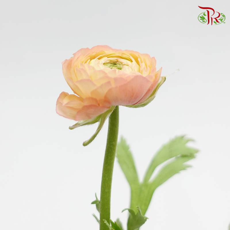 Ranunculus - Champagne(Per Bunch) *Small Bud ***Fragile-Champagne-China-prflorist.com.my