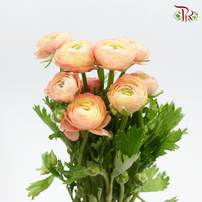 Ranunculus - Champagne(Per Bunch) *Small Bud ***Fragile-Champagne-China-prflorist.com.my