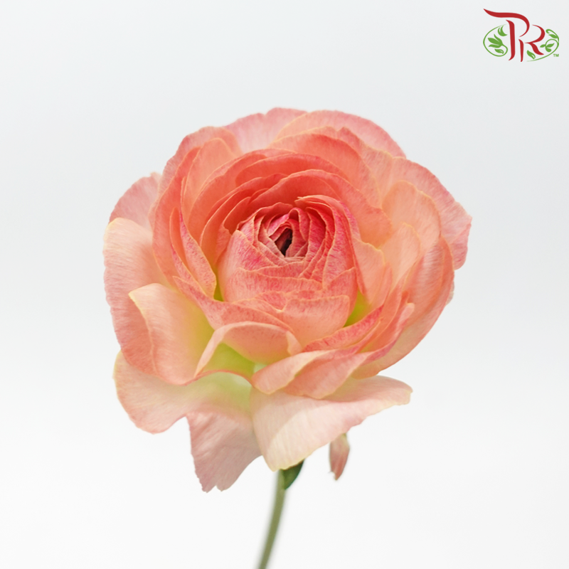 Ranunculus Cloni - Champagne Pink ***Fragile (5 Stems)-Champagne Pink-Import-prflorist.com.my