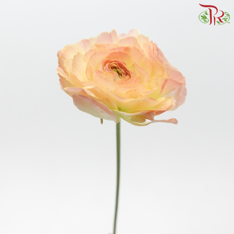 Ranunculus Cloni - Champagne Pink ***Fragile (5 Stems)-Champagne Pink-Import-prflorist.com.my
