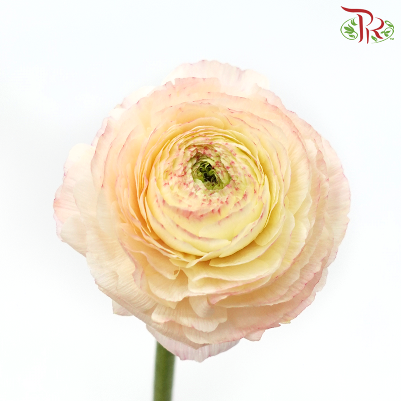 Ranunculus Cloni - Light Peach (5 Stems)-Light Peach-Import-prflorist.com.my
