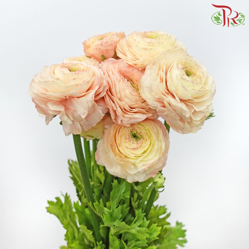 Ranunculus Cloni - Light Peach (5 Stems)-Light Peach-Import-prflorist.com.my