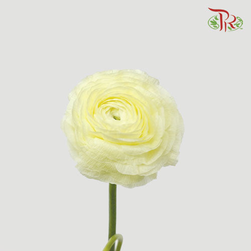 Ranunculus Cloni - Light Yellow (5 Stems) *Fragile-Yellow-Import-prflorist.com.my