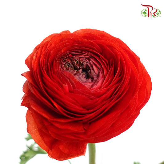 Ranunculus - Cloni Red 5 Stems **Fragile-Red-Import-prflorist.com.my