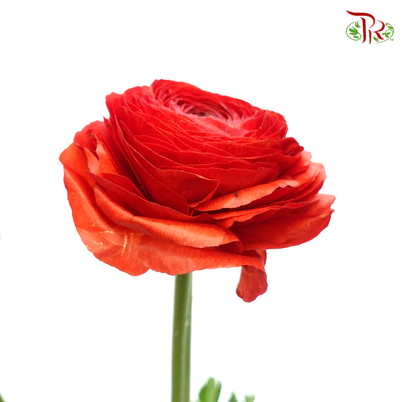 Ranunculus - Cloni Red 5 Stems **Fragile-Red-Import-prflorist.com.my