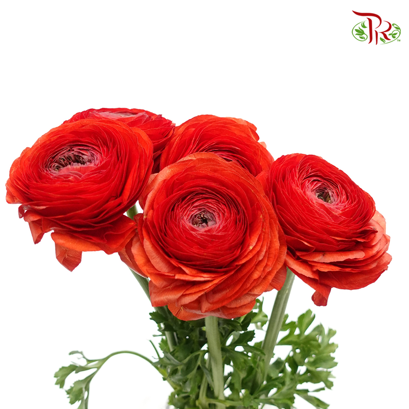 Ranunculus - Cloni Red 5 Stems **Fragile-Red-Import-prflorist.com.my