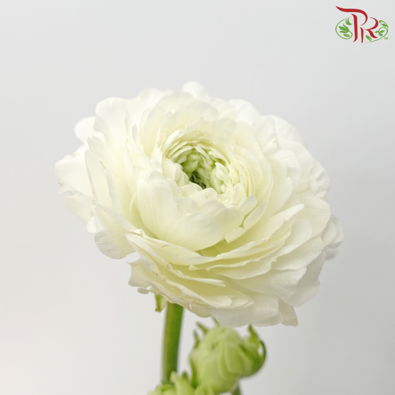 Ranunculus Cloni - White (5 Stems)-White-China-prflorist.com.my