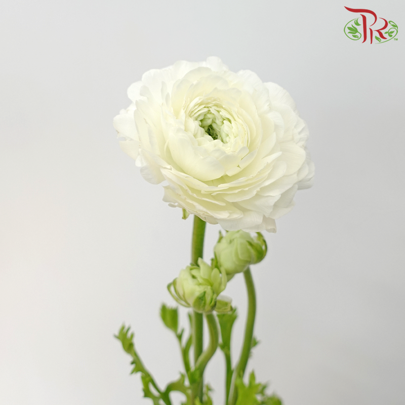 Ranunculus Cloni - White (5 Stems)-White-China-prflorist.com.my