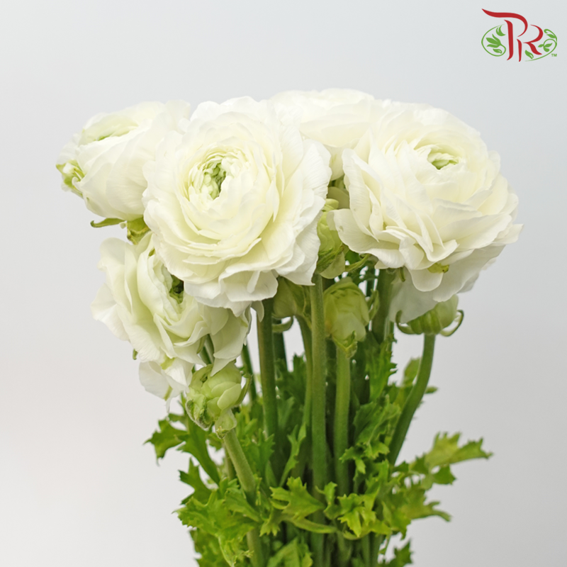Ranunculus Cloni - White (5 Stems)-White-China-prflorist.com.my