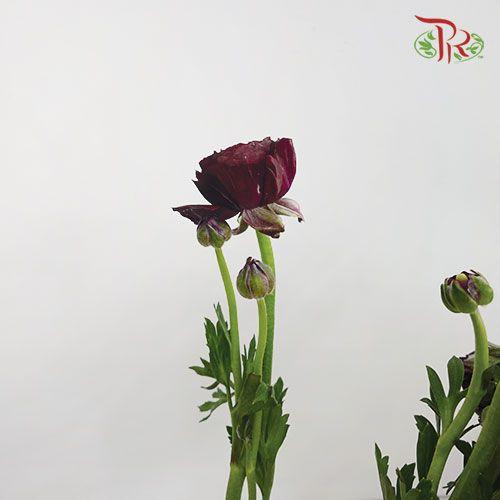 Ranunculus - Dark Purple (10 Stems) *Small Bud ***Fragile-Purple-China-prflorist.com.my