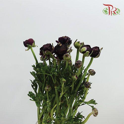 Ranunculus - Dark Purple (10 Stems) *Small Bud ***Fragile-Purple-China-prflorist.com.my