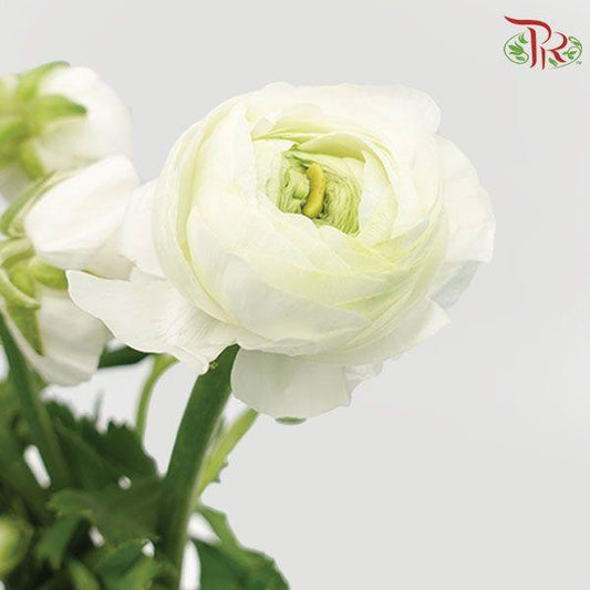 Ranunculus - Elegance White (10 Stems) **Fragile-White-Italy-prflorist.com.my