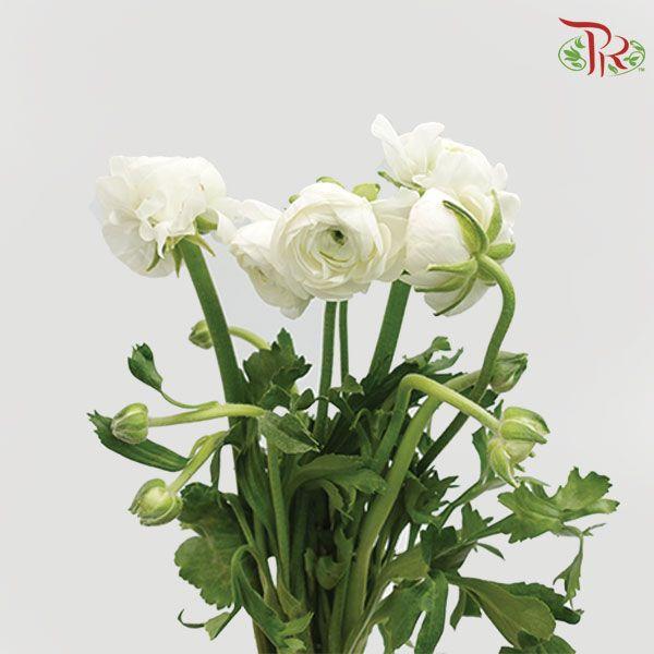 Ranunculus - Elegance White (10 Stems) **Fragile-White-Italy-prflorist.com.my