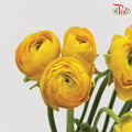 Ranunculus - Elegance Yellow (Per Bunch)*Small Bud ***Fragile-Yellow-China-prflorist.com.my