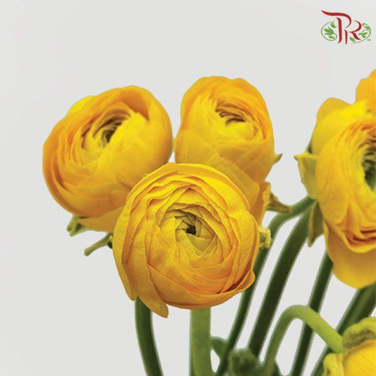 Ranunculus - Elegance Yellow (Per Bunch)*Small Bud ***Fragile-Yellow-China-prflorist.com.my