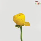 Ranunculus - Elegance Yellow (Per Bunch)*Small Bud ***Fragile-Yellow-China-prflorist.com.my