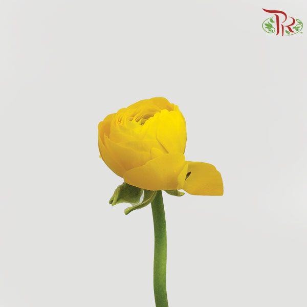 Ranunculus - Elegance Yellow (Per Bunch)*Small Bud ***Fragile-Yellow-China-prflorist.com.my