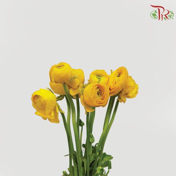 Ranunculus - Elegance Yellow (Per Bunch)*Small Bud ***Fragile-Yellow-China-prflorist.com.my