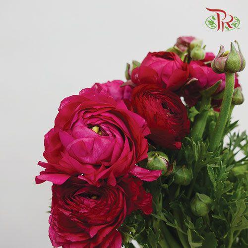 Ranunculus - Hot Pink (Per Bunch)*Small Bud ***Fragile-Pink-China-prflorist.com.my