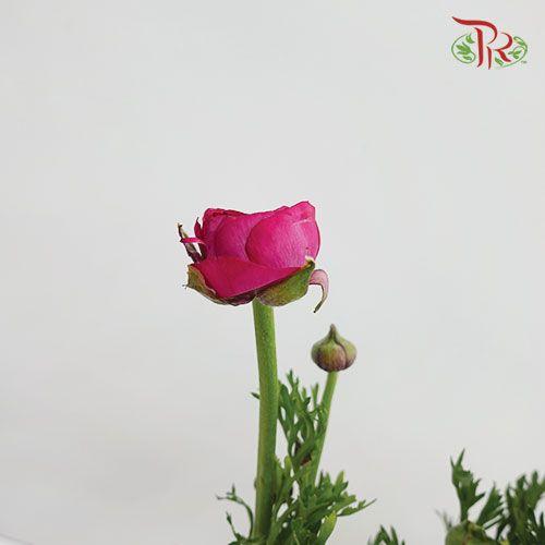 Ranunculus - Hot Pink (Per Bunch)*Small Bud ***Fragile-Pink-China-prflorist.com.my