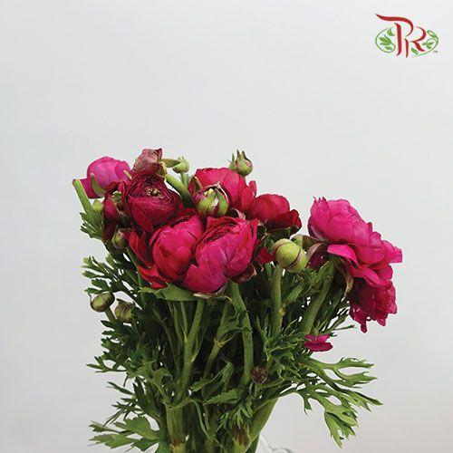 Ranunculus - Hot Pink (Per Bunch)*Small Bud ***Fragile-Pink-China-prflorist.com.my