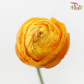 Ranunculus - Light Orange (Per Bunch)*Small Bud ***Fragile-Orange-China-prflorist.com.my