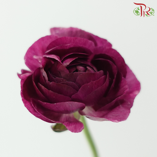 Ranunculus - Mixed Dark Red & Purple (Per Bunch)*Small Bud ***Fragile-Mixed Dark Red / Purple-China-prflorist.com.my