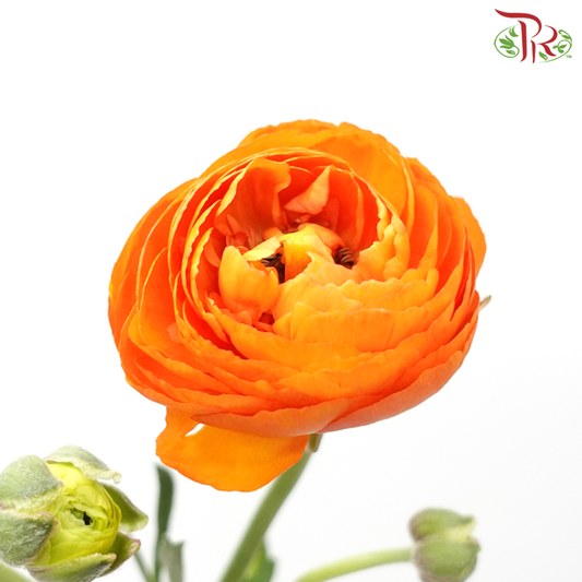 Ranunculus - Orange (10 Stems) *Small Bud ***Fragile-Orange-China-prflorist.com.my