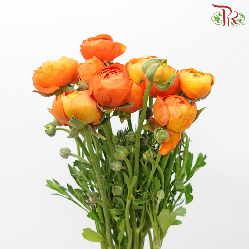 Ranunculus - Orange (10 Stems) *Small Bud ***Fragile-Orange-China-prflorist.com.my