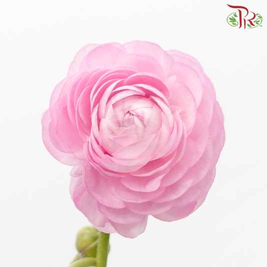 Ranunculus - Pink (Per Bunch)*Small Bud ***Fragile-Pink-China-prflorist.com.my