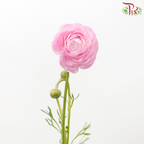 Ranunculus - Pink (Per Bunch)*Small Bud ***Fragile-Pink-China-prflorist.com.my
