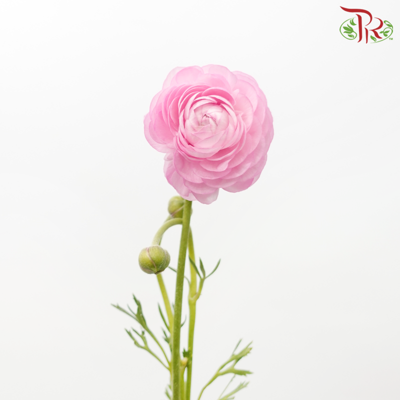Ranunculus - Pink (Per Bunch)*Small Bud ***Fragile-Pink-China-prflorist.com.my