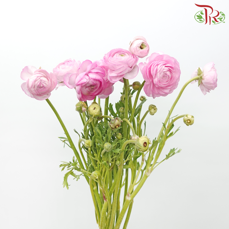 Ranunculus - Pink (Per Bunch)*Small Bud ***Fragile-Pink-China-prflorist.com.my