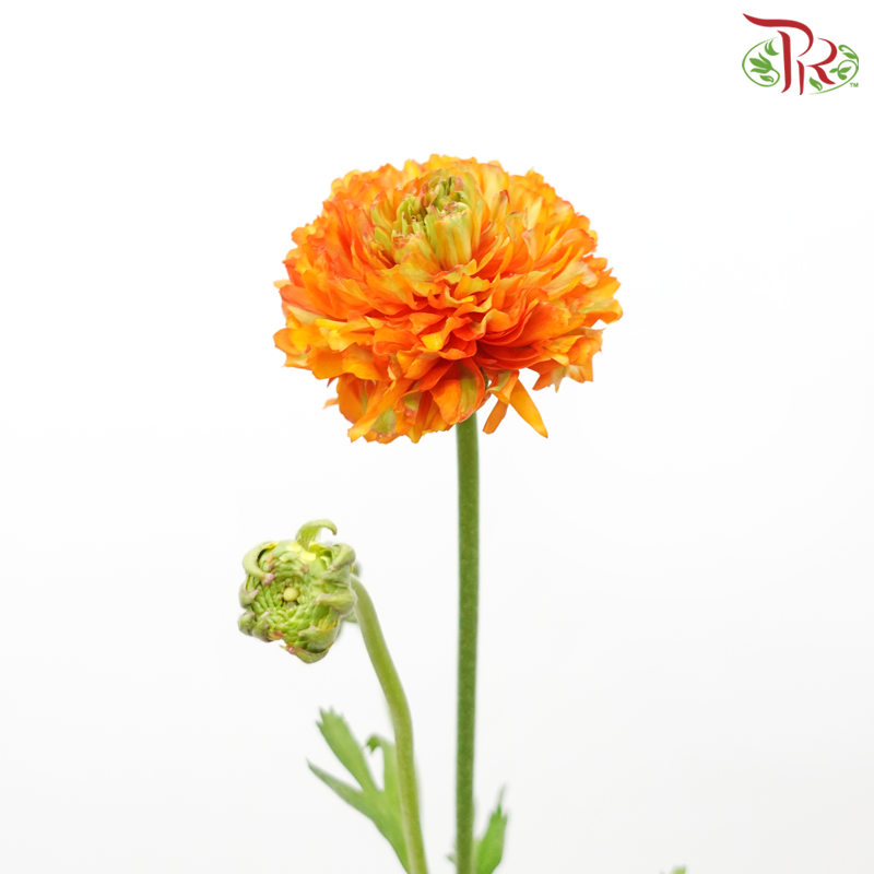 Ranunculus Pon Pon - Orange (Per Bunch)-Orange-China-prflorist.com.my
