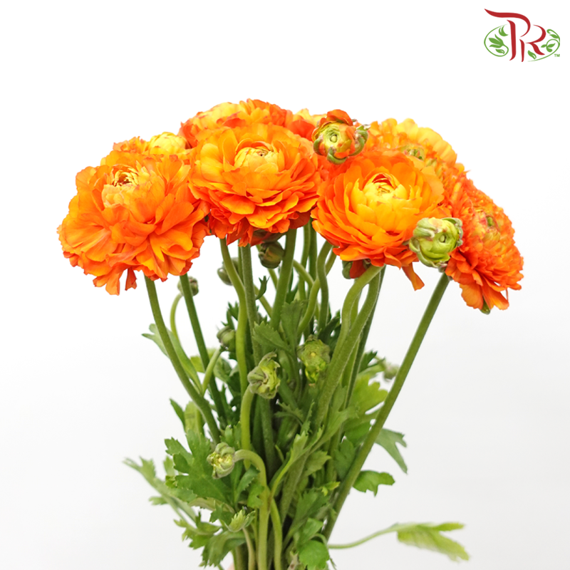 Ranunculus Pon Pon - Orange (Per Bunch)-Orange-China-prflorist.com.my