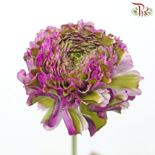 Ranunculus Pon Pon - Purple Tone Green (Per Bunch)-Purple Tone Green-China-prflorist.com.my